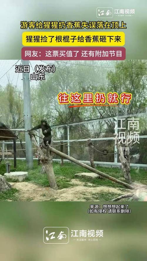 猩猩扔石块砸伤游客;猩猩扔石块砸伤游客视频