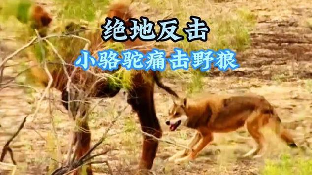 多名游客用脚踹骆驼;小伙被骆驼踢