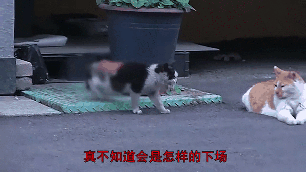猫掉进火锅烫伤9人;猫掉进锅里