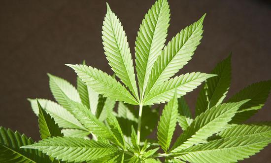 新澳门2025最新款免费和糖果检出大麻成分与